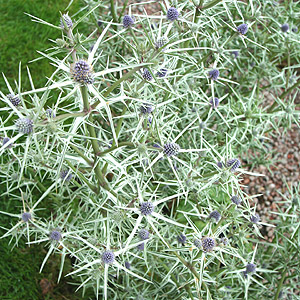 Eryngium Tricuspidatum - Sea Holly