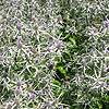 Eryngium Variifolium