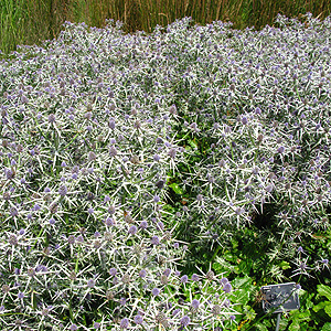 Eryngium Variifolium - Compact Sea Holly