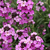 Erysimum Linifolium - Bowles Mauve