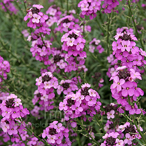 Erysimum Linifolium 'Bowles Mauve' - Perennial Wallflower