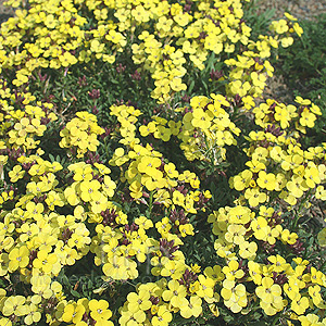 Erysimum Moonlight - Alpine Wallflower