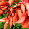 Erythrina Crista-Galli