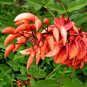 Erythrina Crista-Galli - Coral Tree