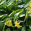 Erythronium Tuolumnense