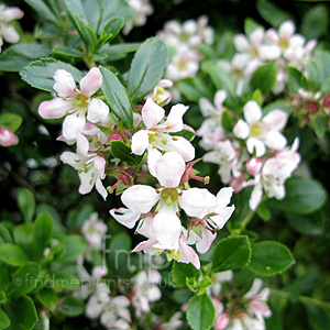 Escallonia 'Apple Blossom' - Escallonia