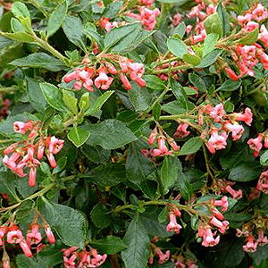 Escallonia 'Donard Radience' - Escallonia