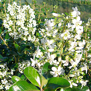 Escallonia 'Iveyi'