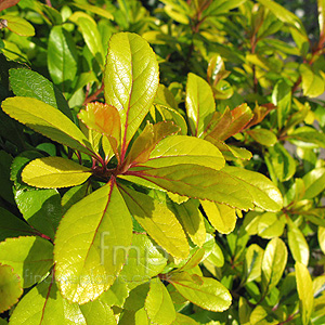 Escallonia Laevis 'Gold Ellen' - Escallonia