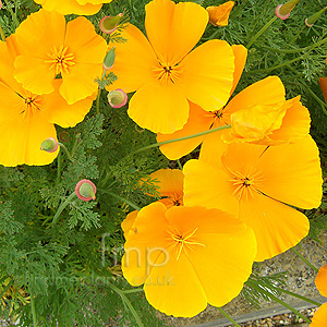Escholtzia Californica - Californian Poppy, Escholtzia