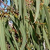 Eucalyptus Chapmaniana