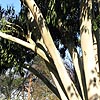 Eucalyptus Dalrympleana