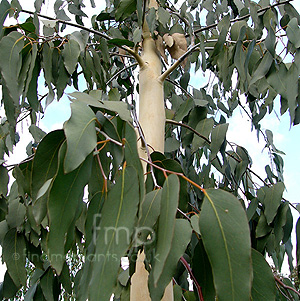 Eucalyptus Deleyantensis