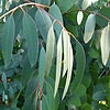 Eucalyptus Perriniana