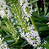 Eucomis Comosa