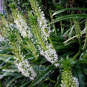 Eucomis Comosa - Eucomis