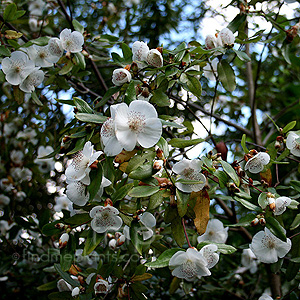 Eucryphia X Intermedia 'Rostrevor'