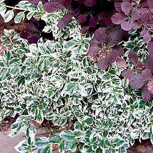 Euonymus Fortunei 'Silver Queen'