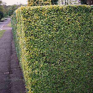 Euonymus Ovalifolium - Ornamental Spindle