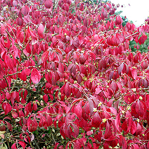 Euonymus Alatus 'Apterus'