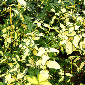 Euonymus Fortunei 'Blondy'