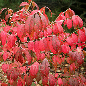 Euonymus Elatus 'Compactus'