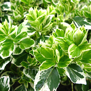 Euonymus Fortunei 'emerald Gaiety '