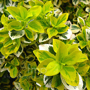 Euonymus Fortunei 'Emerald n Gold'