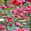 Euonymus Europaeus