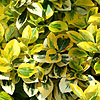 Euonymus Fortunei - Sunshine