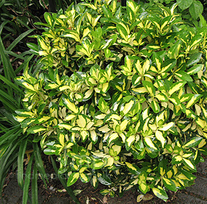 Euonymus Fortunei 'Sunspot'