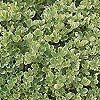 Euonymus Japonicus