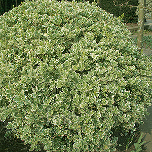 Euonymus Japonicus - Ornamental Spindle