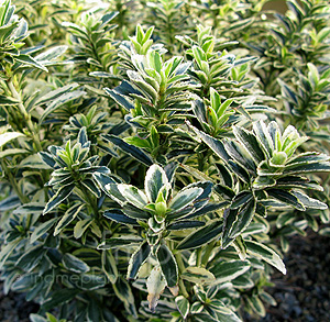 Euonymus Japonicus 'Microphyllus Aureo Variegatus'