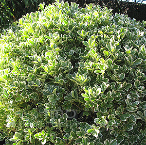 Euonymus Japonicus 'President Gauthier' - Euonymus