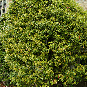 Euonymus Myrianthus