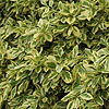 Euonymus Radicans - Variegata