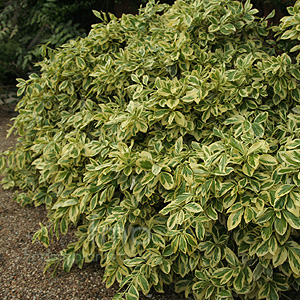 Euonymus Radicans 'Variegata'