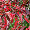 Euonymus Europaeus - Red Cascade