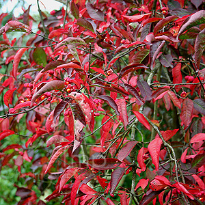 Euonymus Europaeus 'Red Cascade' - Ornamental Spindle