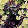 Euphorbia Amygdaloides - Purpurea