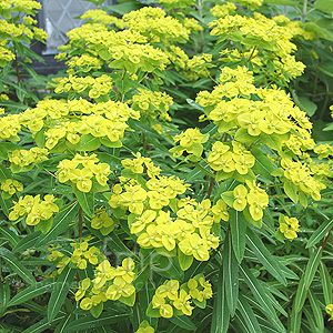 Euphorbia Donii 'Amjillasa'