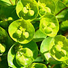 Euphorbia Redwing - Charam