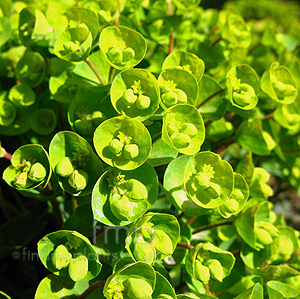 Euphorbia Redwing 'Charam'