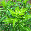 Euphorbia Cornigera