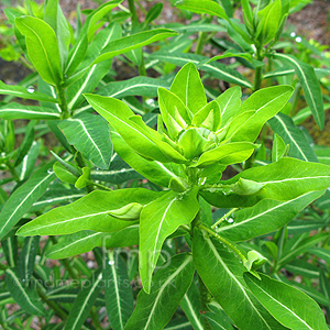 Euphorbia Cornigera