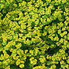 Euphorbia Cyparissias