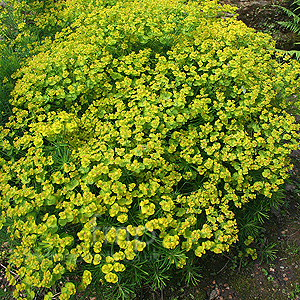 Euphorbia Cyparissias
