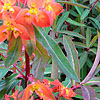 Euphorbia Griffithii - Dixter