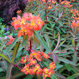 Euphorbia Griffithii 'Dixter' - Spurge